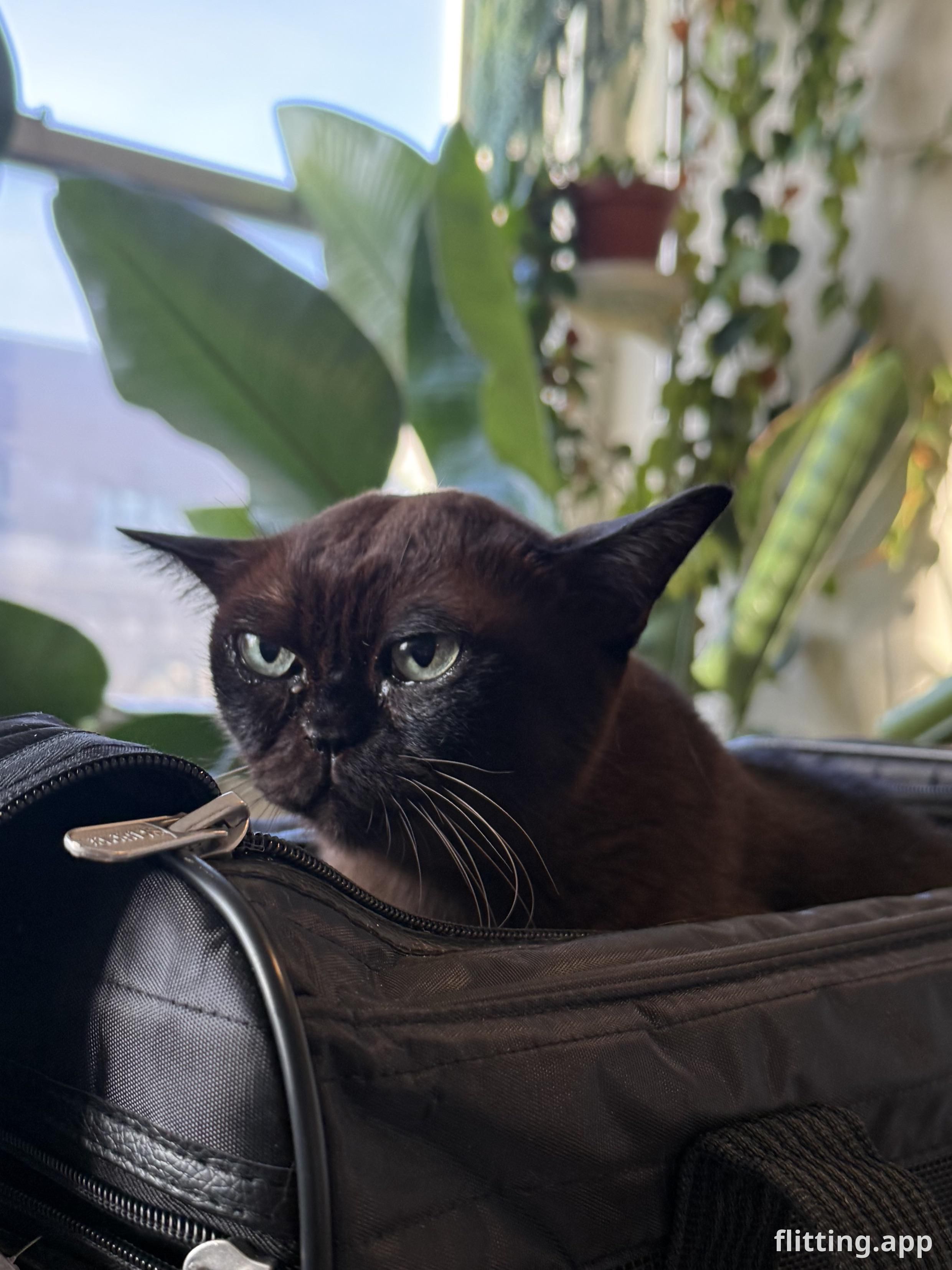 Lewis just lost it after getting his teeth brushed