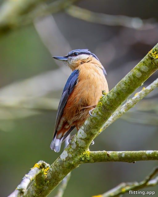 Nuthatch enthusiasts unite
