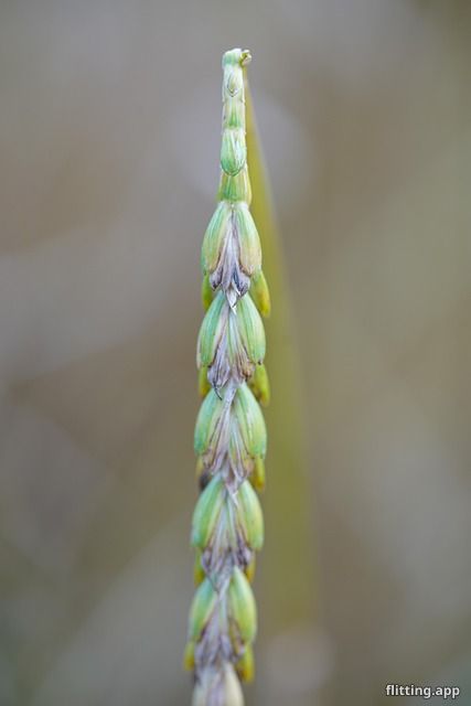 There's more to our ears than we think