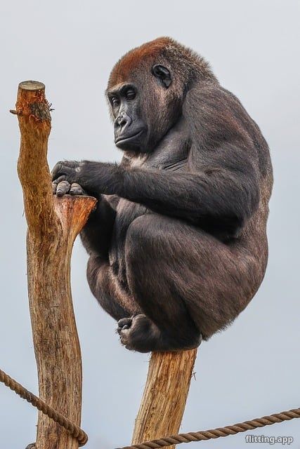 Teenage monkey died quickly