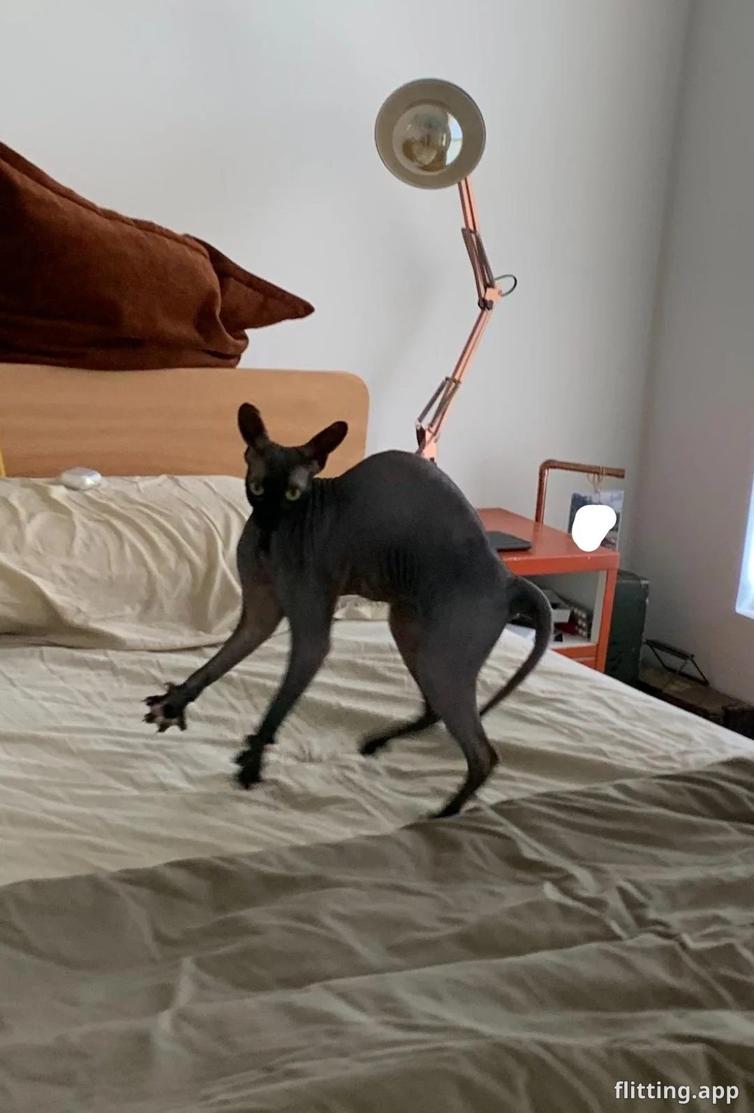 naked crab does jazz moves