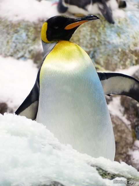 Would penguins save my life if I got stranded in an Antarctic storm?