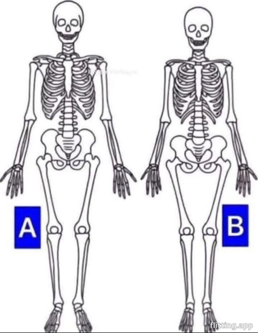 Can you tell me which skeleton is a girl