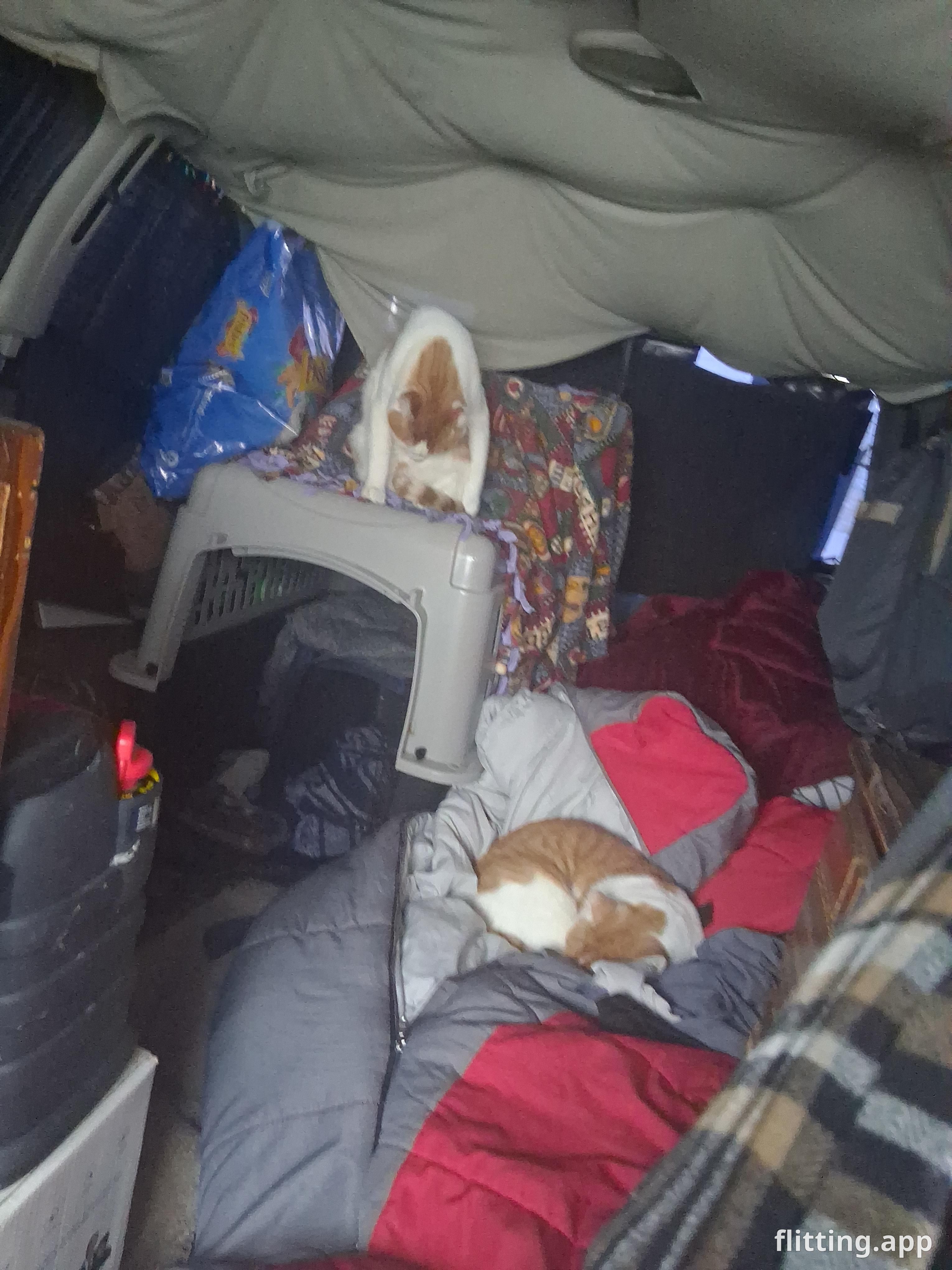 Life as a cat mom living in my van on Lake Michigan in freezing winter weather