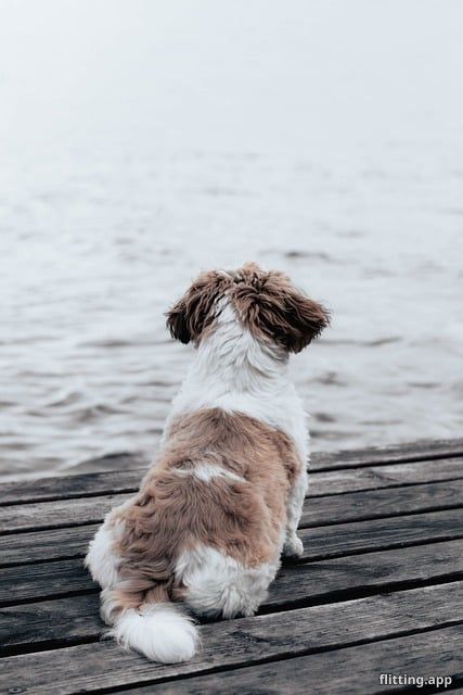 Our gorgeous young dog