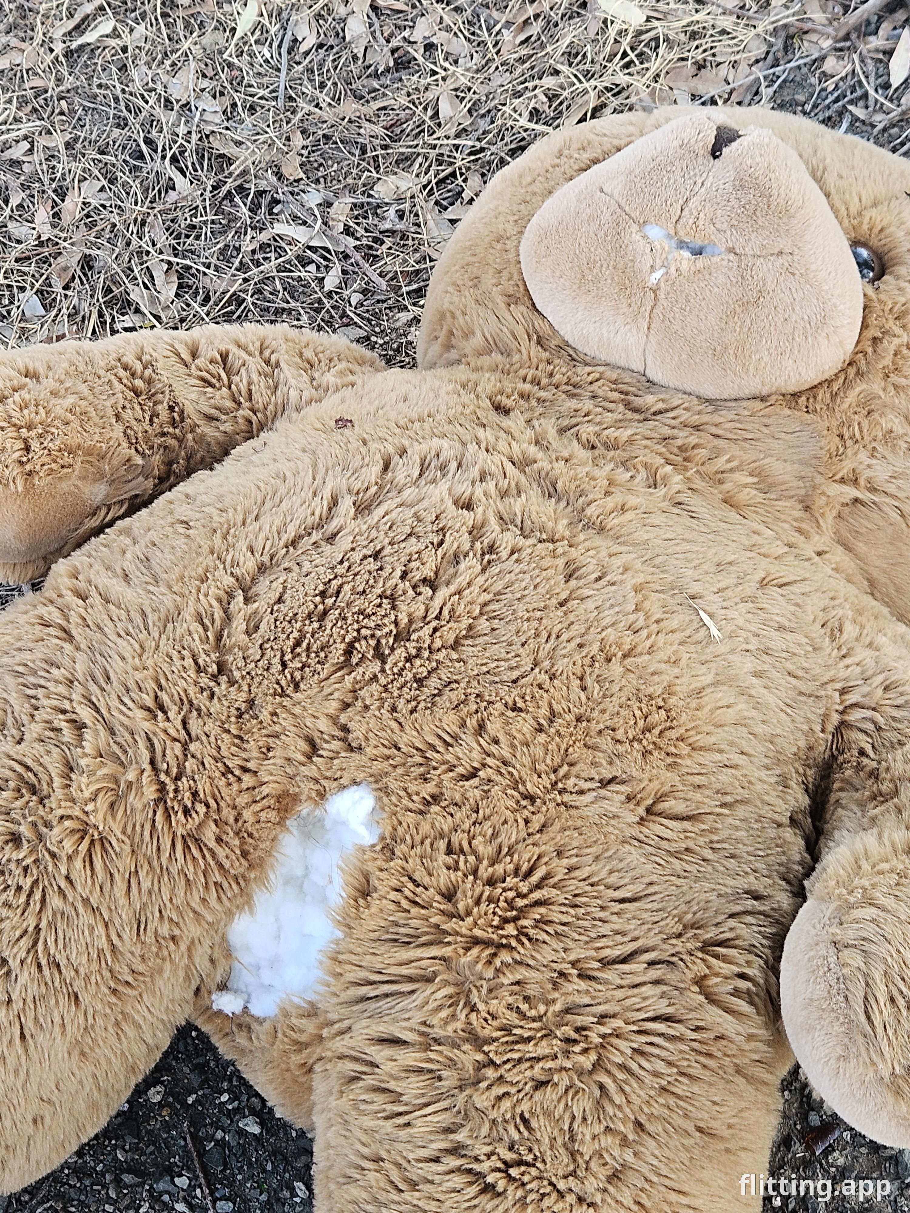 found a sad bear behind our local shops