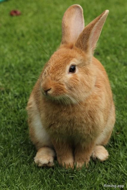 Meet lynae and mornye the new mascots