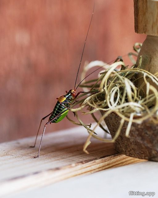 "बने दुनिया की सबसे अच्छी क्रिकेट खिलाड़ियों की सूची अब अद्यतन हुई है"