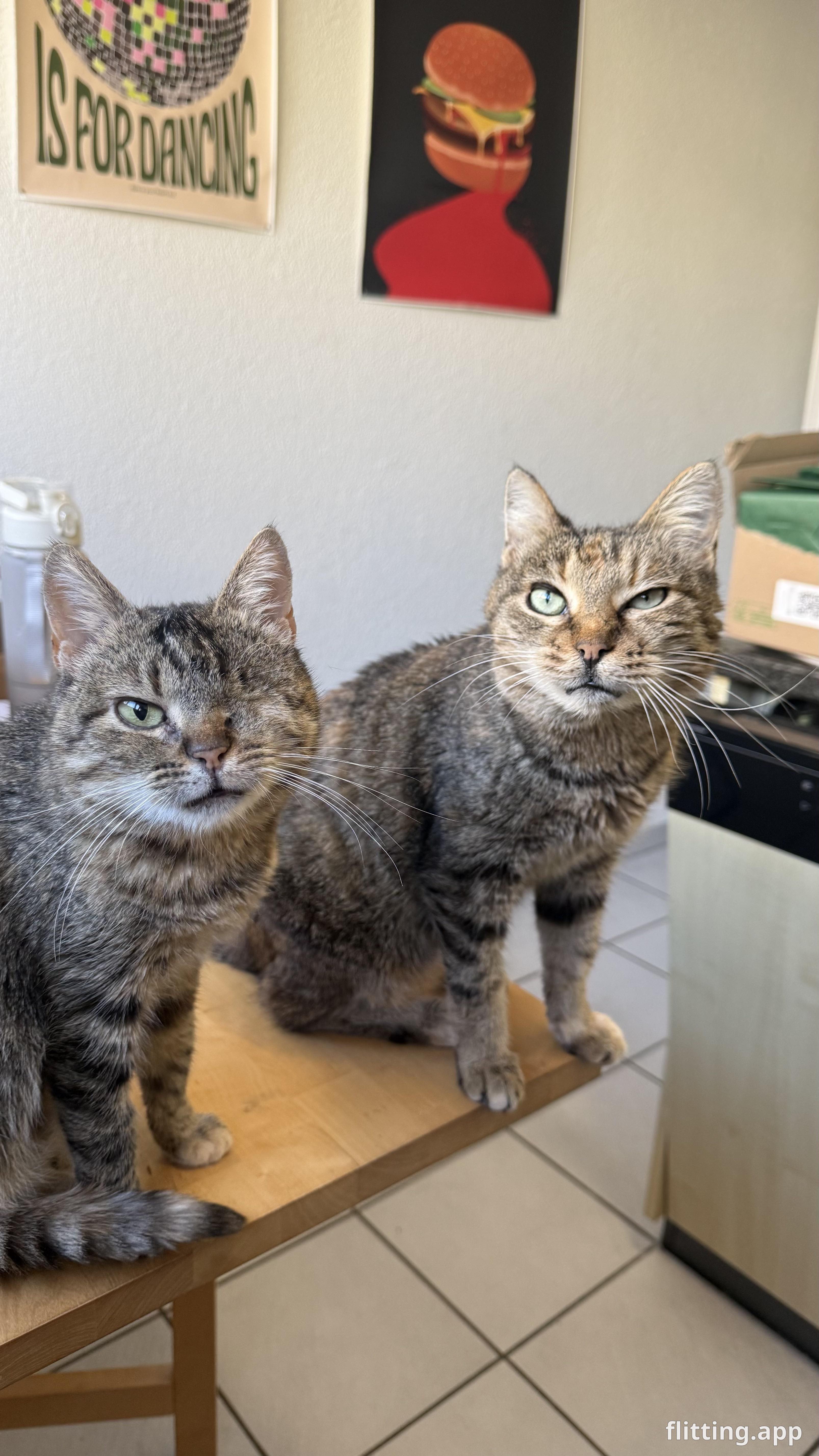 "My cat's adorable eye squint: is she showing solidarity or just being cute?"